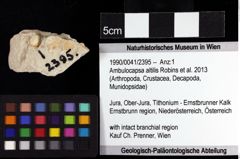 Foto (Objket + Etiketten) von Ambulocapsa altilis (Robins et al., 2013) 